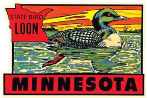 Minnesota loon