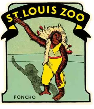 St. Louis MO zoo Poncho